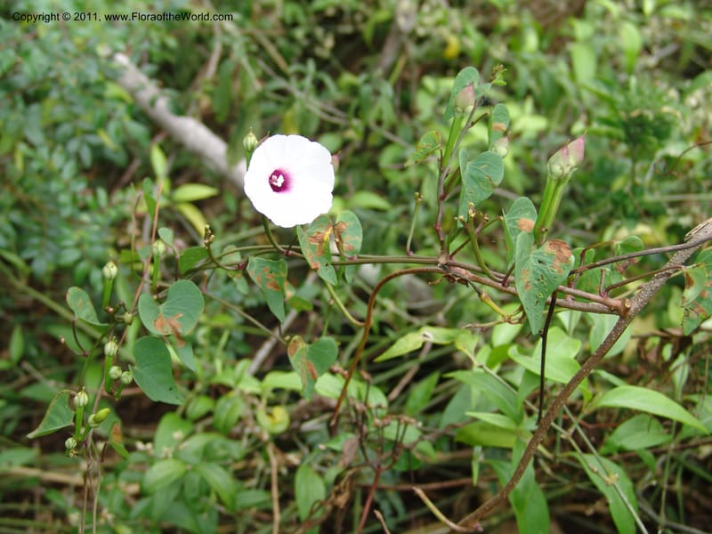 Ipomoea dumetorum, AraujoM2889--Bolivia. F. Tamayo.. Rio Machariapu. 17 Sep 06. 041.jpg