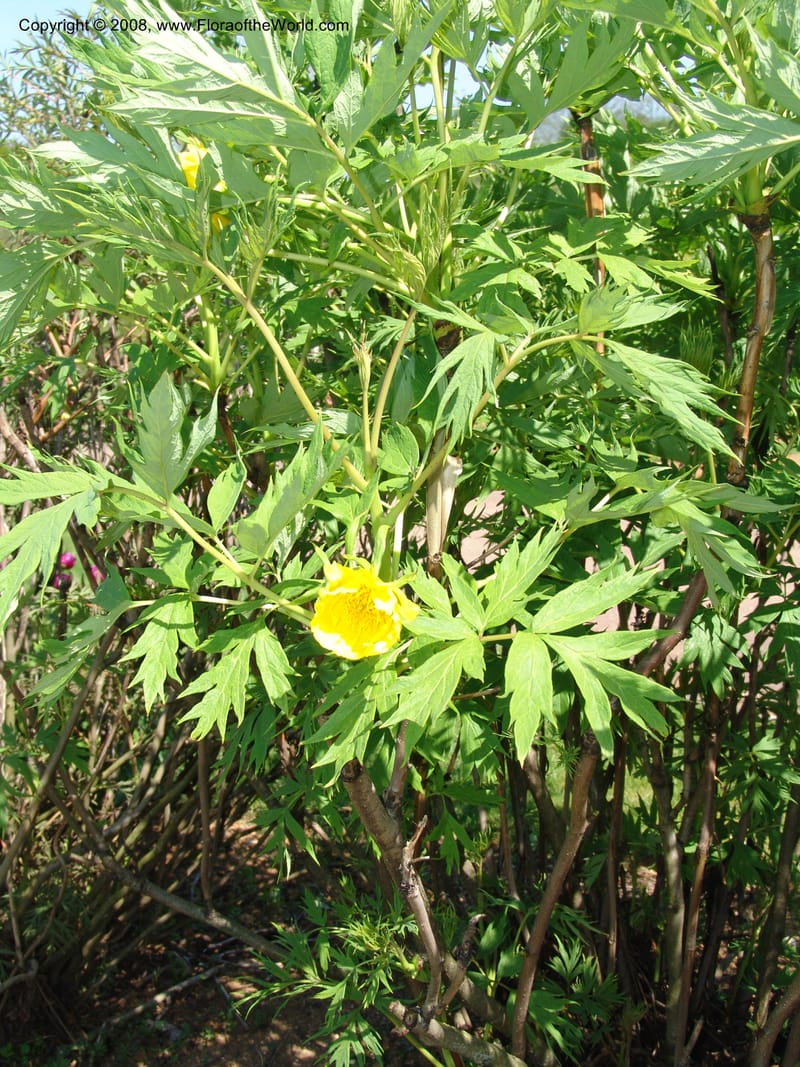 Paeonia lutea--France. Nancy. Jard. Bot. Montet. 1 May 05. 049.jpg