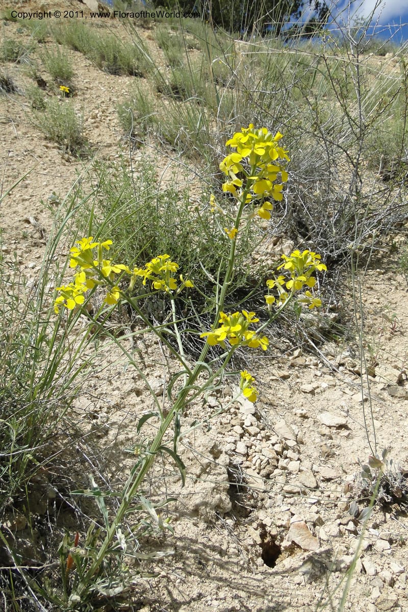 Erysimum capitatum, C. Davidson 11851--Oregon. Malheur Co. Leslie Gulch. 30 June 2011. 194.jpg
