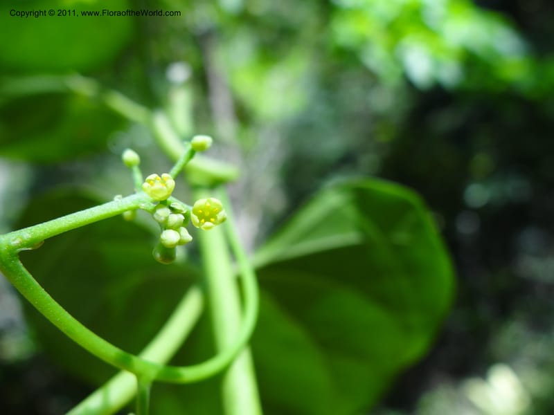 Cardiopteris moluccana, B. Gray 9090--Australia. Queensland. Barron Gorge Nat. Park. 26 Sep 2011. (10).JPG