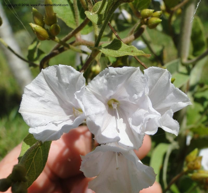 Convolvulus, Stevens,  W. D 31125, Cerro Cora, 16 Mar 2011 1688 (4).JPG