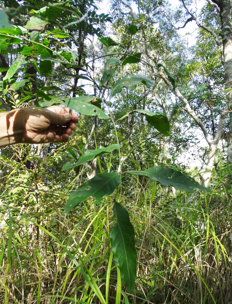 Cupaniopsis inoploea, Munzinger, J 7406--New Caledonia. Haute Robinson. 11 Nov. 2015. DSC00909 (525).JPG