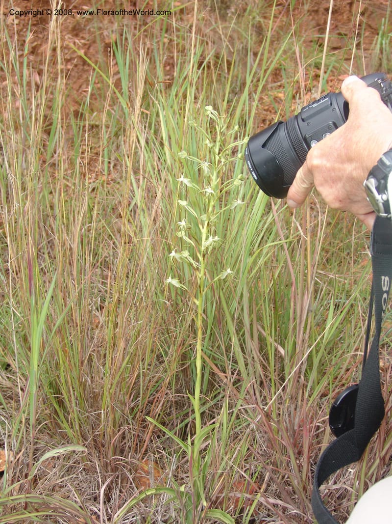 Habenaria--So.Africa. Mpumal. Moodie Mts.  18 Mch 05. 120.jpg