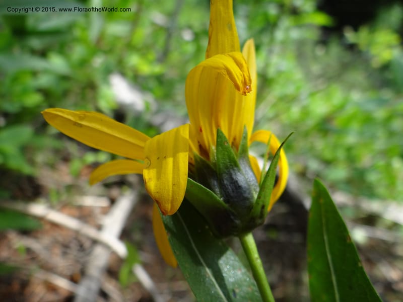 Wyethia, Mansfield, D 12-602--ID. Bear Lake Co. Mt. Sherman. 13 Jul 2012. DSC03473 (133).JPG