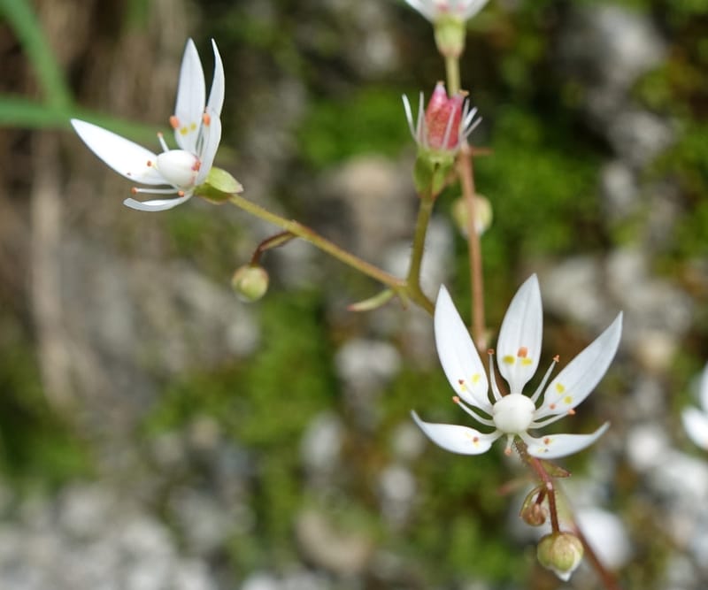Saxifraga stellaris, Davidson, C 13213--Switzerland. Chuenxentennlen. Grimsel Pass rd. 30 Jun 2016. DSC06756 (2).JPG