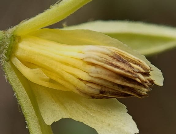 Grewia, C. Davidson 14070--Gabon. Maurel and Prom Rd. 24 Oct 2019. DSC02146 (41).JPG