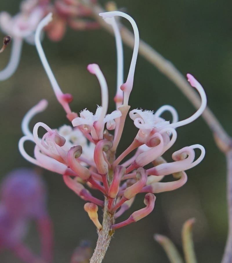 Grevillea endlicheriana, Davidson, C 13385--Australia. W.A. Hay Flat Rd. 22 Oct 2016. DSC03956 (3).JPG