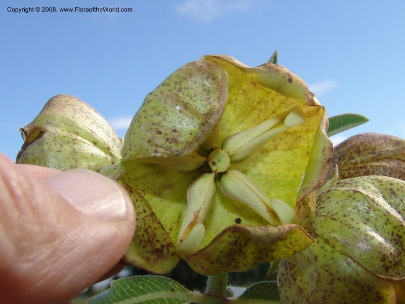 Pachycarpus grandiflorus--So.Africa. E. Cape. Umtamvuna Nat. Res. 11 Mch 05. 352.jpg
