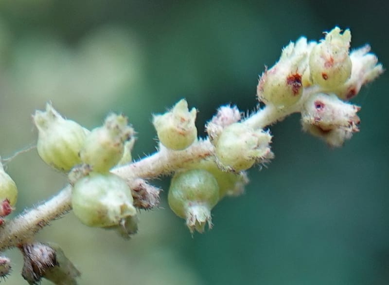Wendlandia ligustrina, D. Boufford 44129--China. Yunnan. Meizi Lake Park. 3 May 2018. DSC01424 (251).JPG