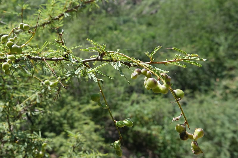 Prosopis torquata, Fortunato 13176--Argentina. Las Bretes. Stop 2. 8 Feb 2018. DSC09642 (4).JPG