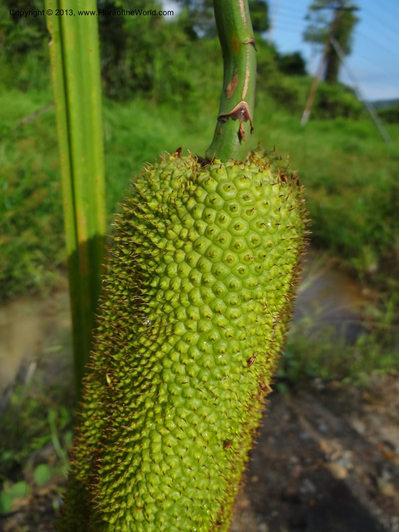 Pandanus helicopus, Callmander 1023--Sabah. Klias Forest Reserve. 3 Apr 2012. DSC06489 (212).JPG