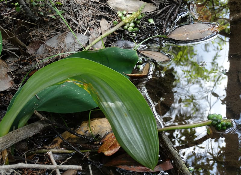 Orontium aquaticum, Davidson, C 13063--South Carolina. Lexington Co. Shellys Pond. 20 May 2015. DSC06625 (94).JPG