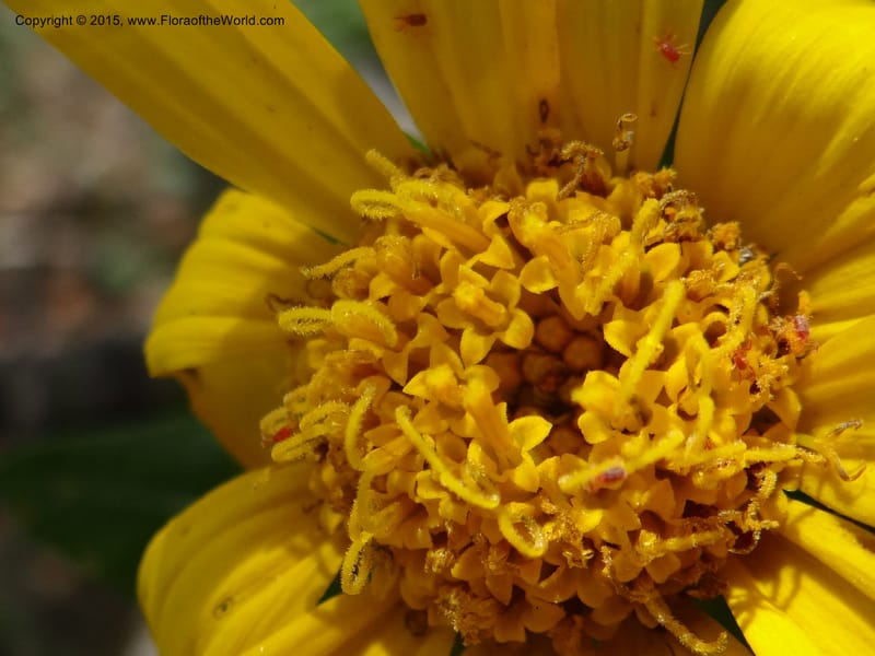 Wyethia, Mansfield, D 12-602--ID. Bear Lake Co. Mt. Sherman. 13 Jul 2012. DSC03473 (132).JPG