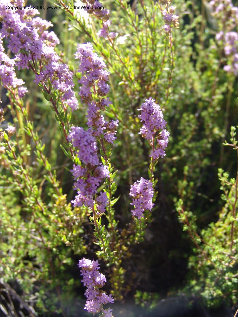 Selago galpinii--So.Africa. E. Cape. Joubert's Pass, SE of Lady Gray. 9 Mch 05. 016.jpg