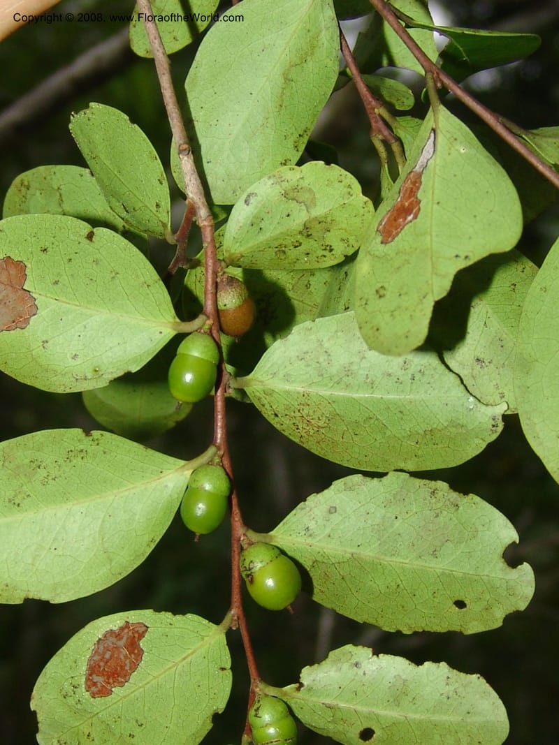 Diospyros, R.Ranaivojaona1382--Madag. Prov. Toliara. Mandena Centr. Res. Ecol. 18 Jan 06. 197.jpg