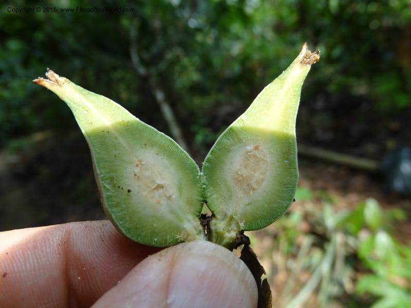 Oncoba, Davidson, C 12336B--Cameroon. Mokoko For. Res. 20 Mar 2014. DSC02622 (26).JPG