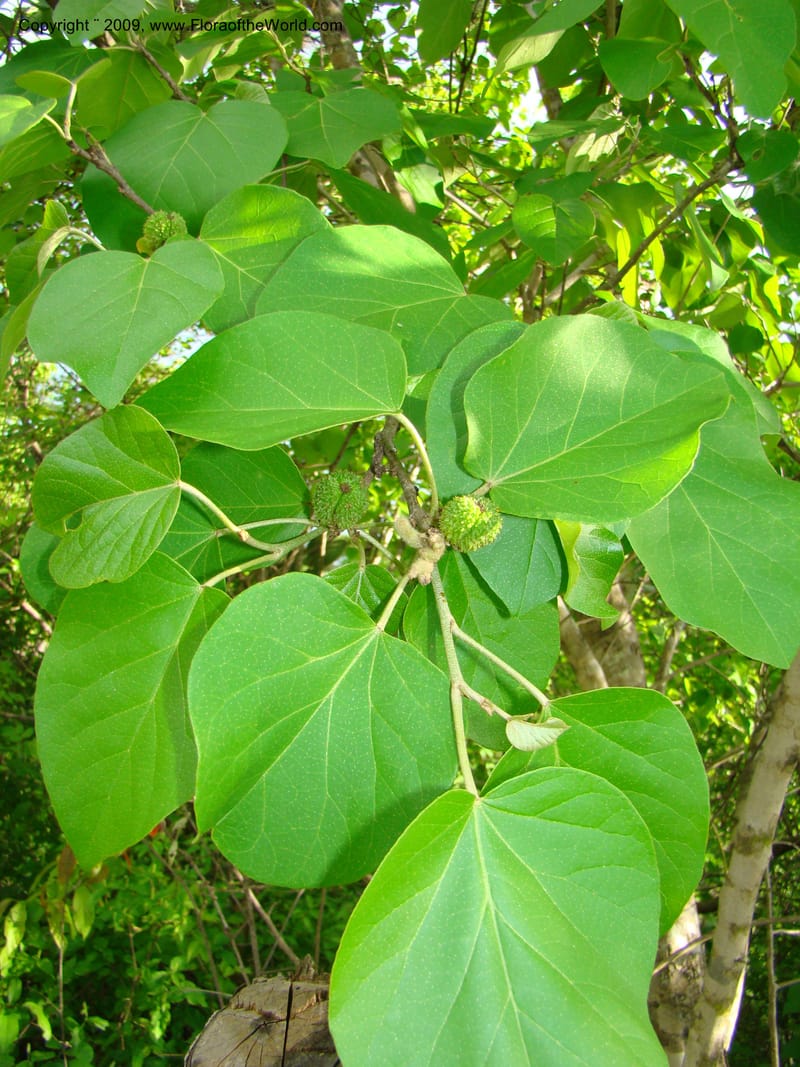 Croton, WDStevens27296--Nicaragua. Matagalpa. Kukamonga N of Esteli. 17 Jun 08. 135.jpg