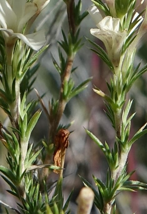 Leptodactylon pungens, C. Davidson 13670--ID. Hwy 20 W of Arco. Open basalt flow. 18 Jun 2017. DSC02519 (85).JPG