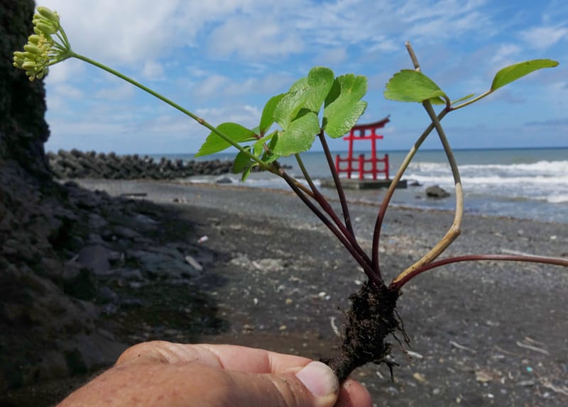 Ligusticum scoticum subsp. hultenii, Boufford 43939--Japan. Hokkaido. Konpira Cape. 5 Aug 2016. DSC01214 (28).JPG
