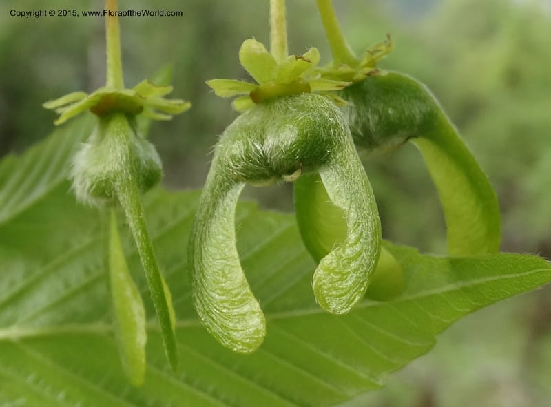 Acer, Boufford, D 43670--China. Sichuan. GuoBaYan, HanBaiYu Shan. 12 May 2014. DSC05373 (209).JPG