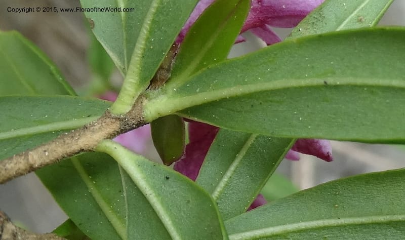 Daphne, Boufford, D 43616--China. Sichuan. ShaShiDuo. 8 May 2014. DSC04232 (34).JPG