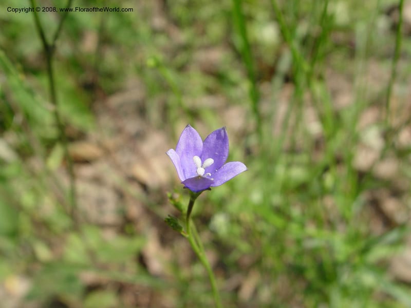 Wahlenbergia--So. Africa. KwaZuluNatal. Rd to Lake Sabaya Lodge.  30 Sep 03. 015.jpg