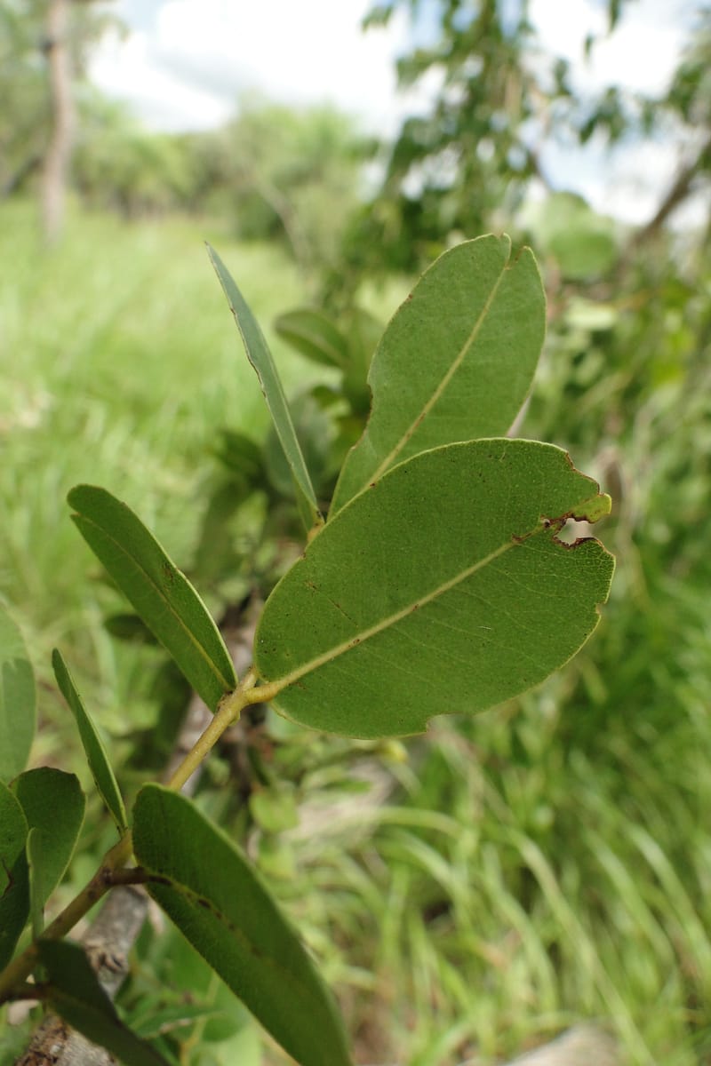 Copaifera langsdorfii, W. D. Stevens 31246--Paraguay. Edo. Concepcion. Esta. Garay Cue. 20 Mar 2011. 187 (21).jpg