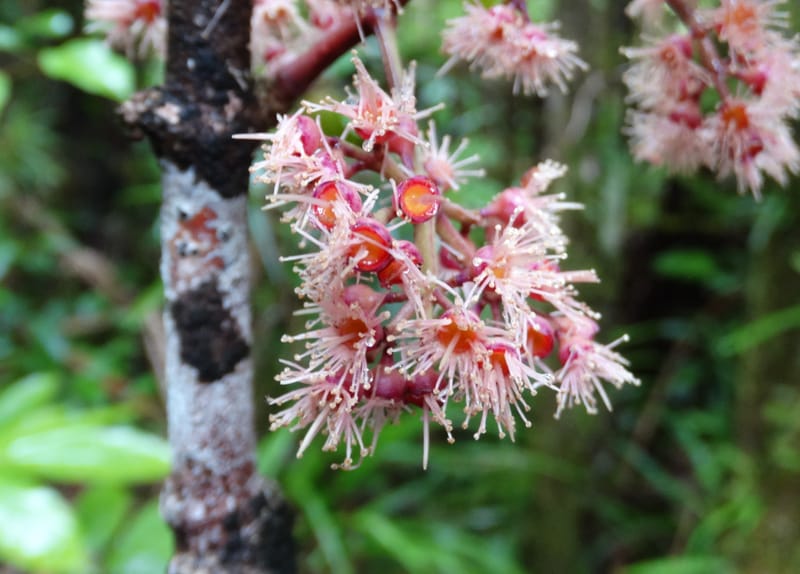 Syzygium, Plunkett, G 3181--Fiji. Waisali Rainf. Reserve. 4 Nov 2015. DSC08848 (3).JPG