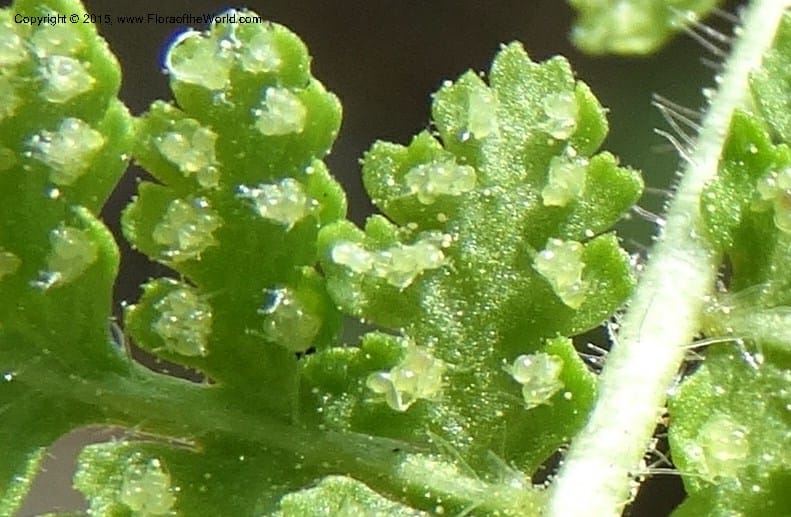 Woodsia scopulina, Davidson, C 12843--Idaho. Valley County. Sylvan Beach. 15 Jun 2015.  (37).JPG