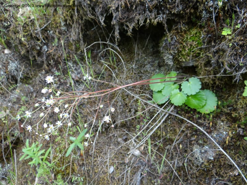 Saxifraga mertensiana, Davidson, C 12120--Calif. Trinity Co. Hwy 299. 15 Apr 2013. DSC03030 (5).JPG