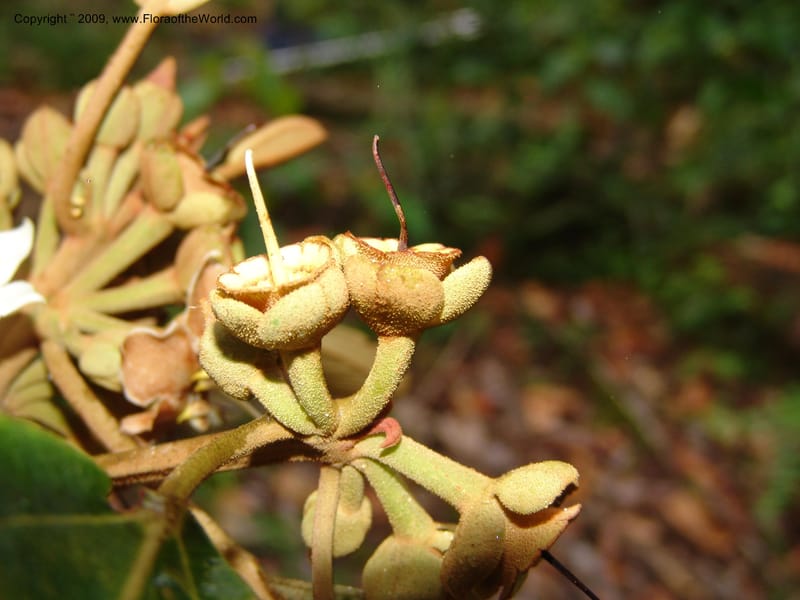 Blakea, DNeill15917--Ecuador. Prv. Zam. Ch. C del Condor. Wawaime plot. 22 Sep 07. 426.jpg