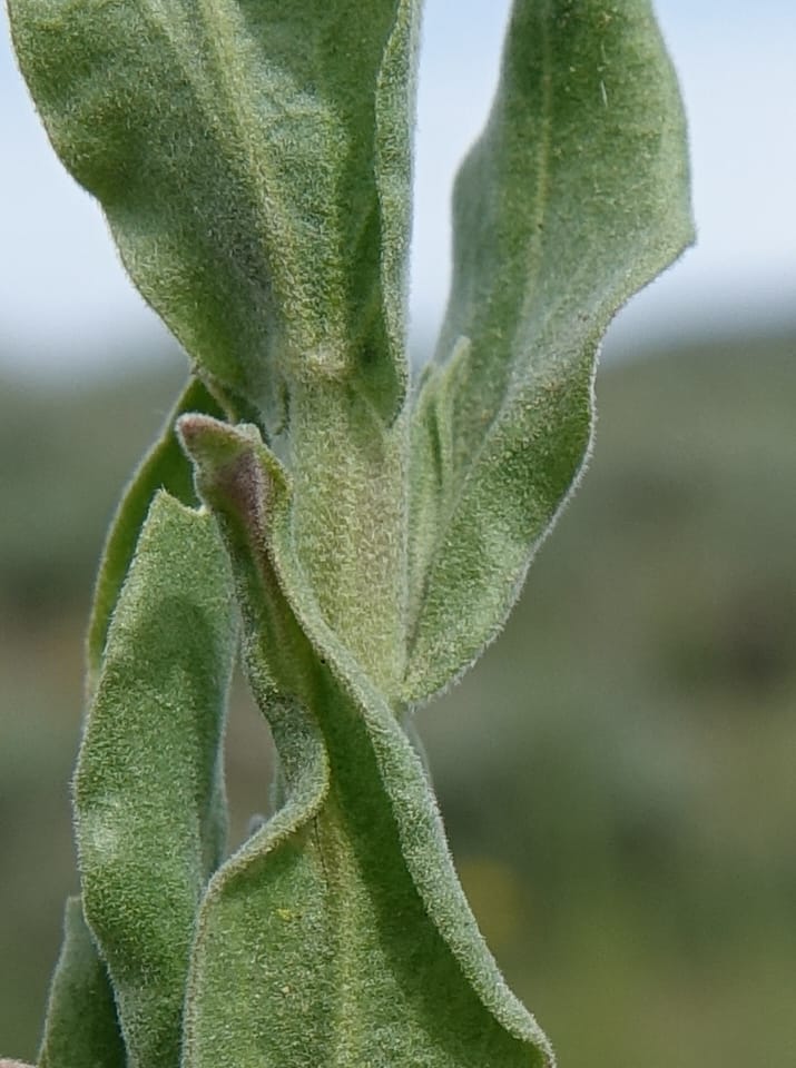 Boechera holboellii var. retrofracta, C. Davidson 13554--ID. Blaine Co. Rock Creek Preserve. TNC. 13 May 2017. DSC00171 (283).JPG