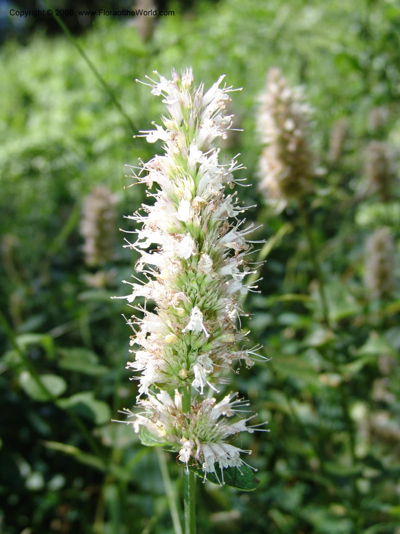 Agastache urticifolia--ID. Valley Co. Sylvan Beach reservoir and trail. 24 Jul 05. 257.jpg