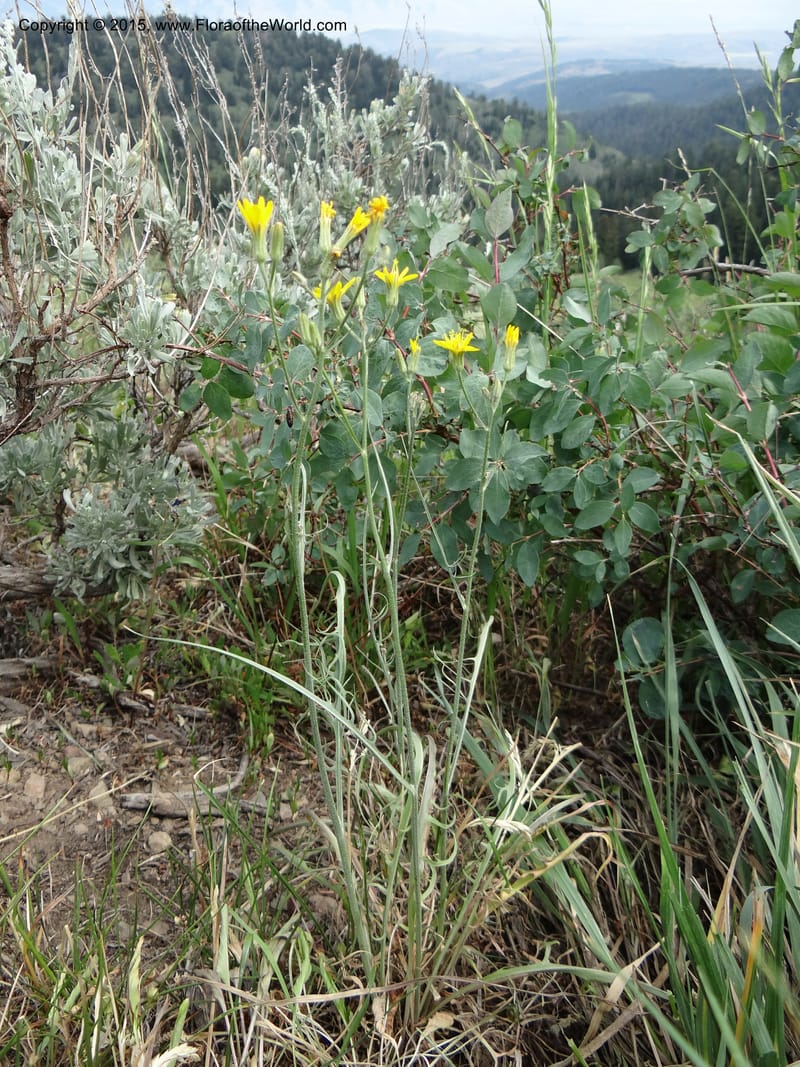 Crepis atribarba, Mansfield, D 12-659--ID. Bear Lake Co. Mt. Sherman. 13 Jul 2012. (5).JPG