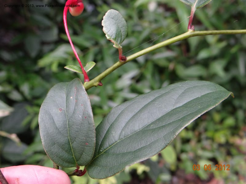 Sabia sp. unk., (Davidson, C 12042)--China, SanQing Shan, 3 June 2012 1183 (6).JPG