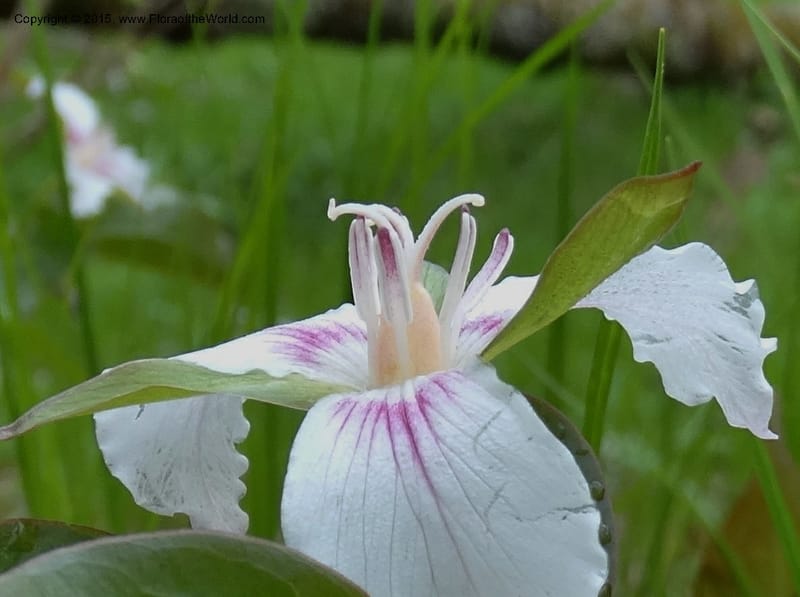 Trillium undulatum, Davidson, C 12959--North Carolina. Trans. Co. Devil's Courthouse View. 12 May 2015. DSC04151 (82).JPG