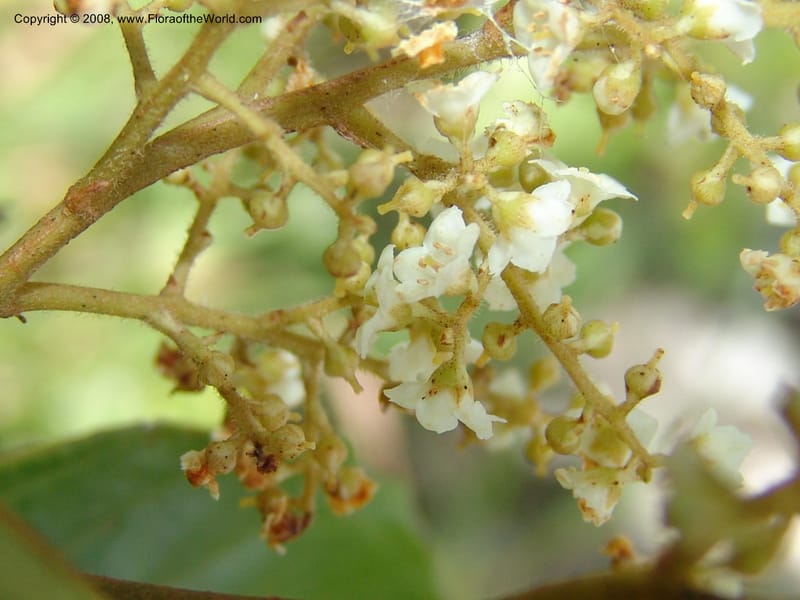 Maesa lanceolata--So.Africa. E. Cape. Umtamvuna Nat. Res. 11 Mch 05. 027.jpg