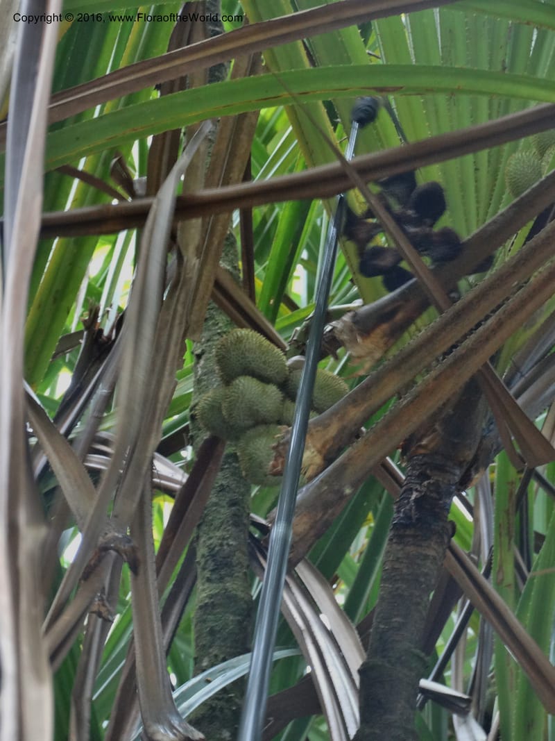Benstonea, Buerki, S 342--Sabah. G. Silam. 1 Oct 2014. DSC00937 (72).JPG