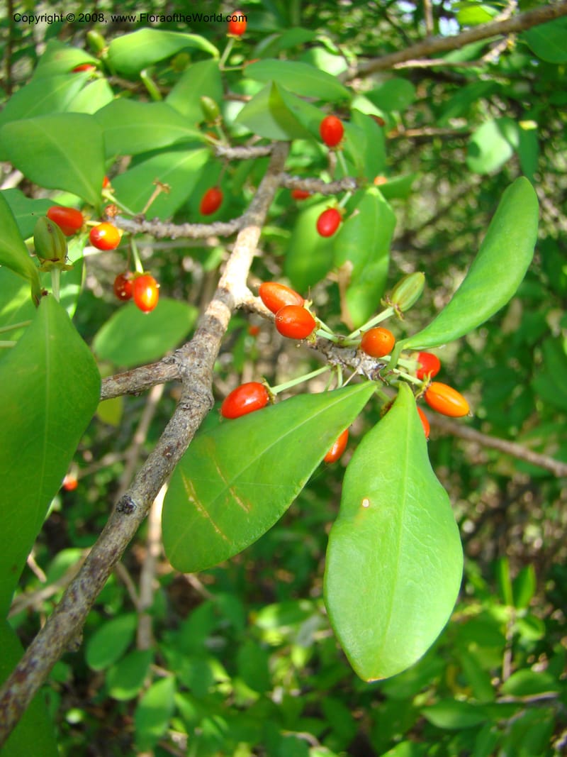 Erythroxylum havanense--Costa Rica. Guanac. Palo Verde Biol. Sta. 6-7 Apr 08. 071.jpg