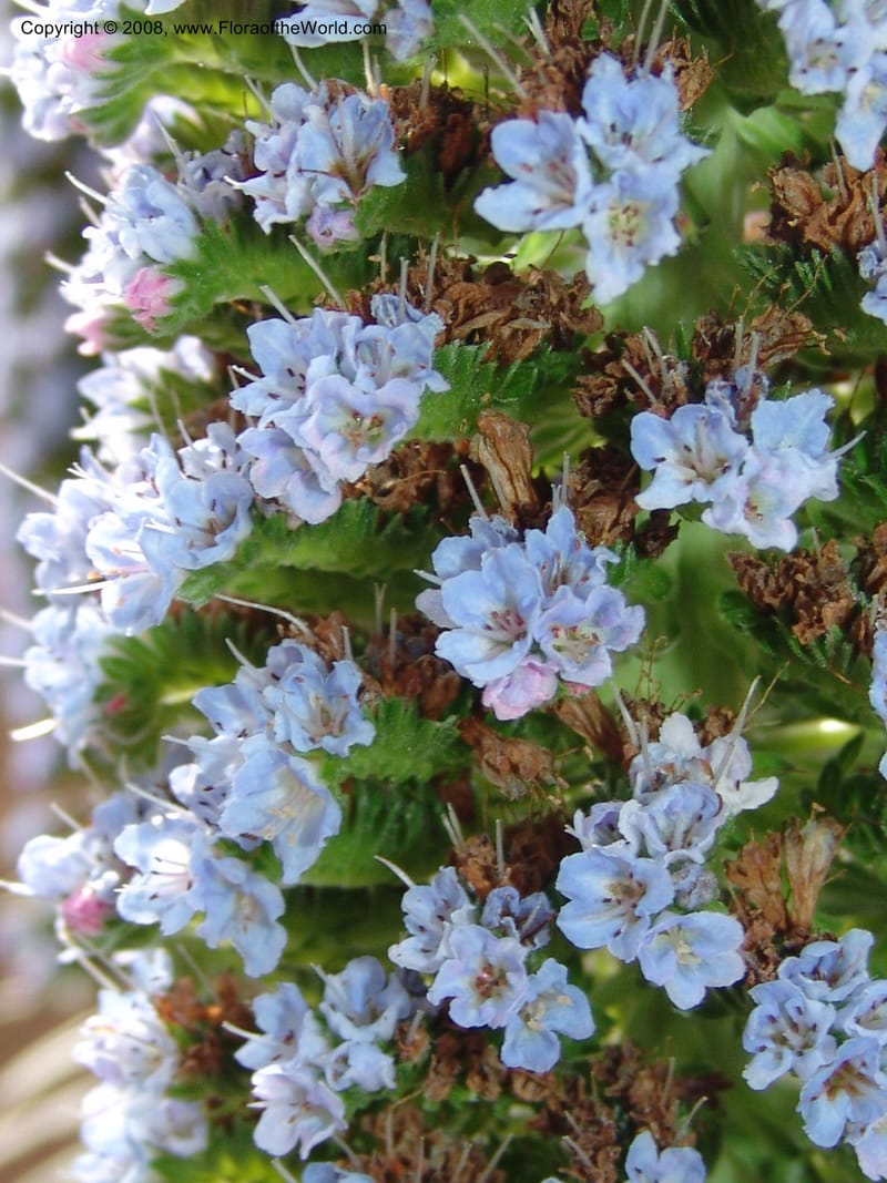 Echium webbii--Spain. Almeria. Cabo de Gata. Jard. Bot. El Abardinal. 23 Apr 05. 007.jpg