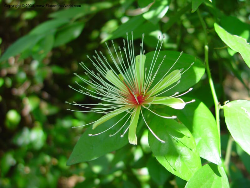 Capparis erythrocarpa--FL. Fairchild Bot. Gard. 6 Apr 03. 171.jpg