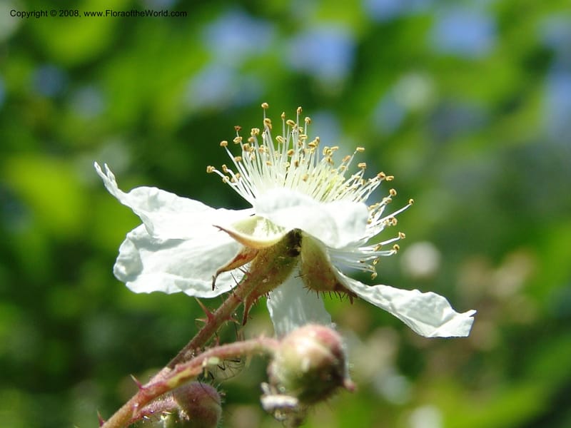 Rubus caucasicus--Georgia. Lagodekhi  Forest Reserve. 11 Jun 05. 168.jpg