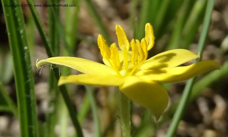 Hypoxis hirsuta, Davidson, C 12977--North Carolina. Clay Co. Buck Cr. 13 May 2015. DSC04619 (131).JPG