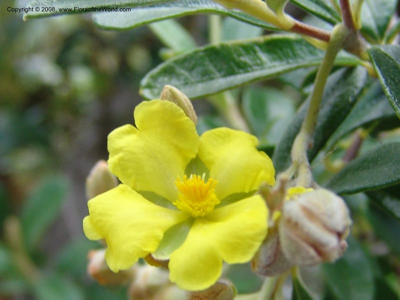 Hibbertia coriacea, not coll.--Madagascar. Prov. Toliar. Mandena Centr. Res Ecol. 19 Jan 06. 102.jpg