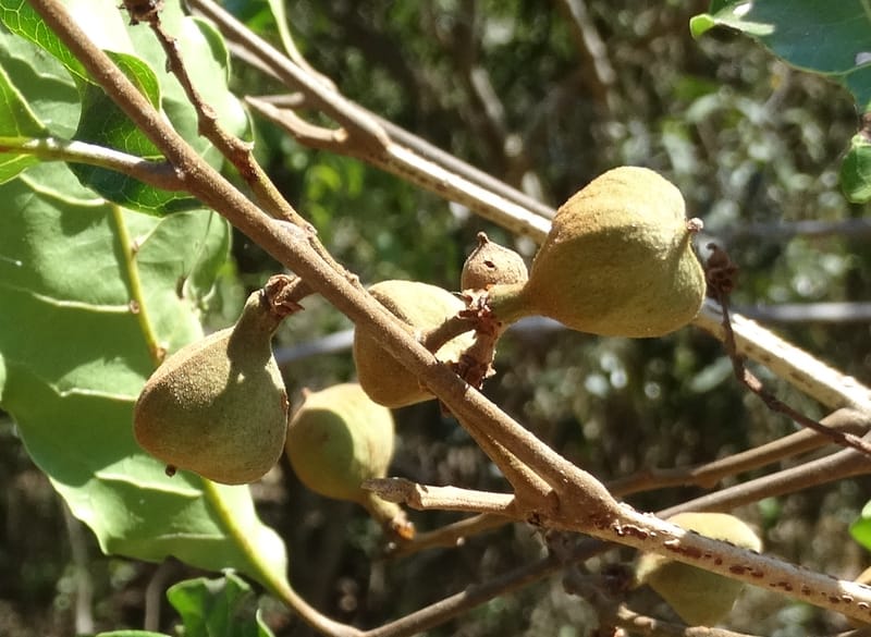Cupaniopsis, Callmander, M 1227--New Caledonia. Tina. 10 Nov 2015. DSC00610 (11).JPG