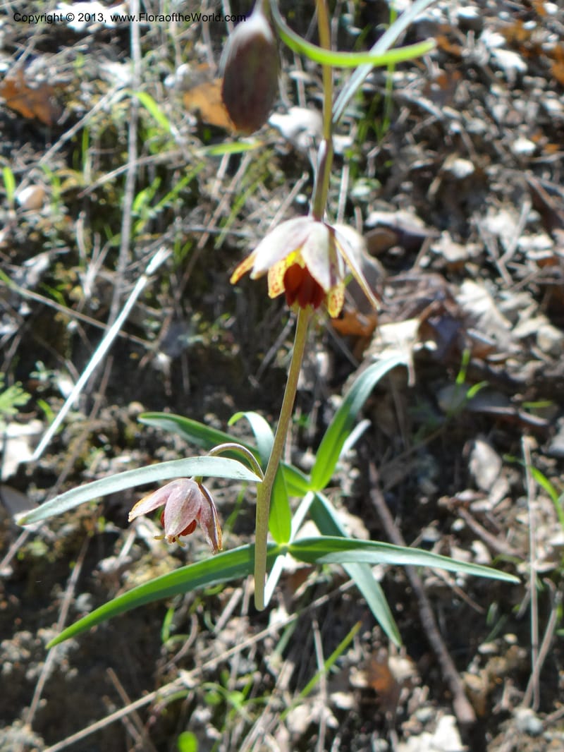 Fritillaria atropurpurea, Davidson, C 12131--USA, California, Nevada Co. 19 Apr 2013  0079 (18).JPG