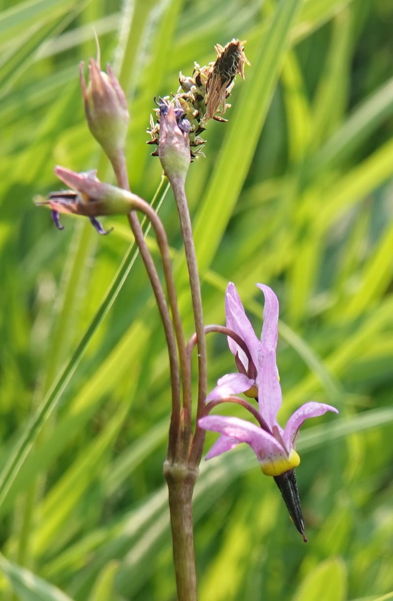 Dodecatheon alpinum, Davidson 14247--OR. Harney Co. Steens Mtn. July 2021. DSC09986 (1145).JPG
