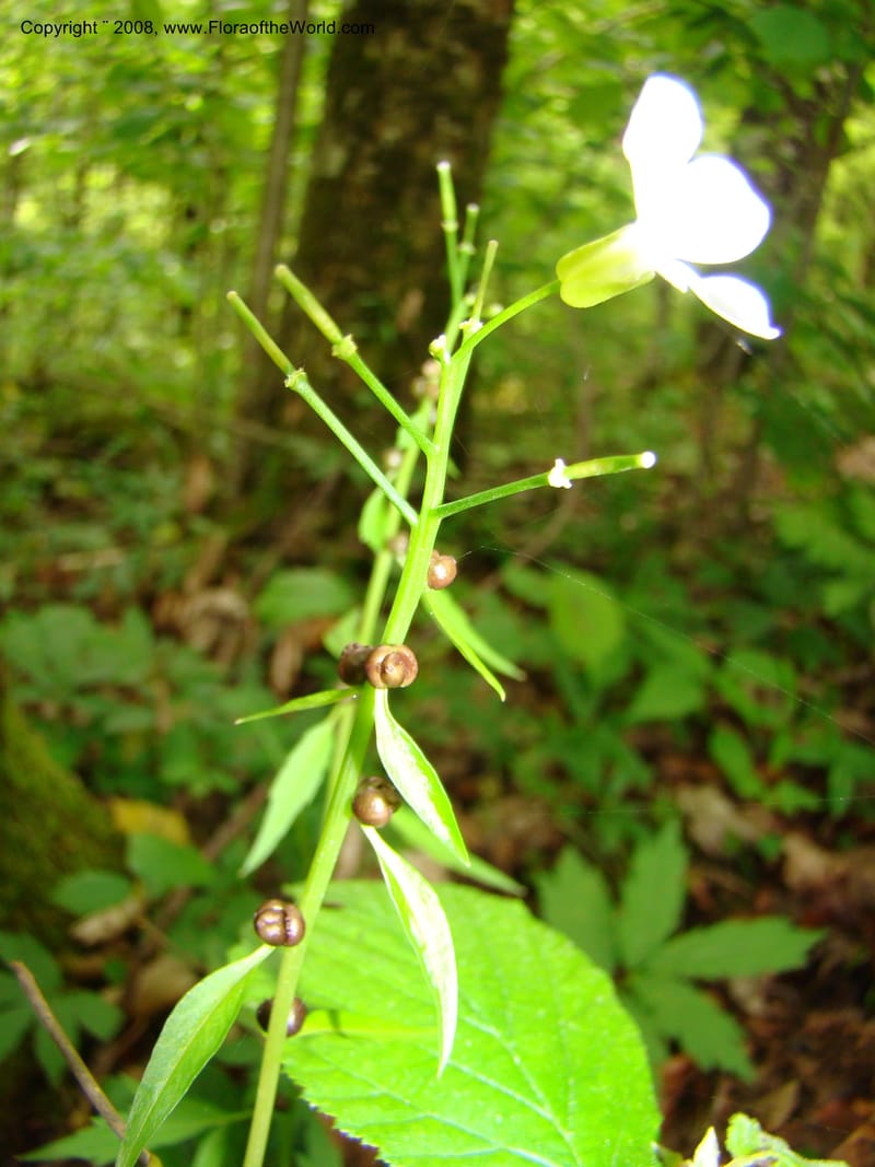 Slovenia. Kamniska Bistrica. 19 May 08. 104.jpg