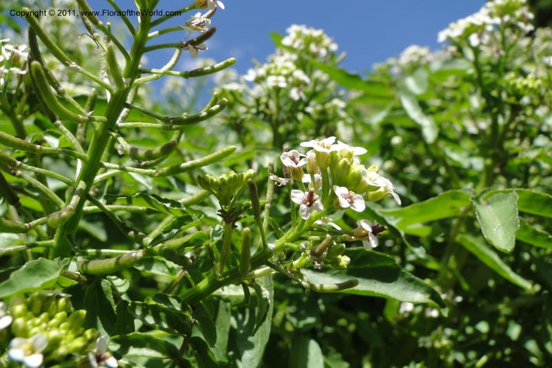 Nasturtium officinale, C. Davidson 11853--Oregon. Malheur Co. Leslie Gulch. 30 June 2011. 229 (21).jpg