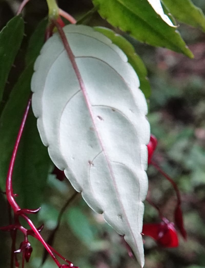 Impatiens, C. Davidson 13908--Gabon. M de C. Sent. Andok. 28 Oct 2018. DSC09339 (344).JPG